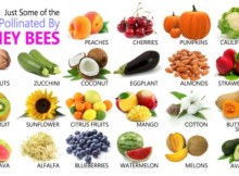 Produce and products pollinated by Honey Bees