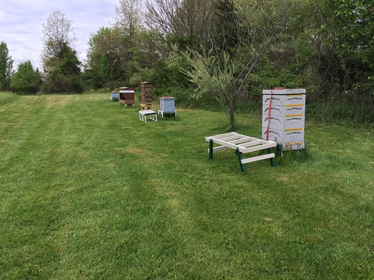 A shot of the Apiary at the Farm