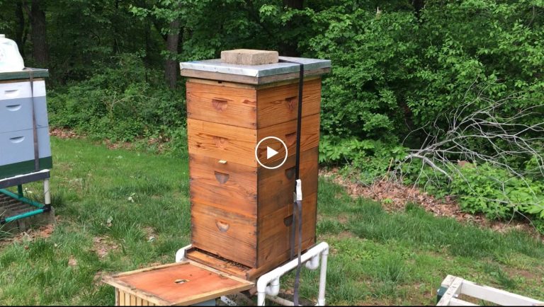 Local Hive Report – Episode 155