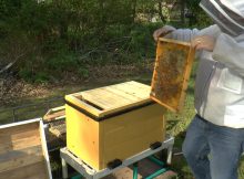Moving honey bee frame with bees to a new hive.