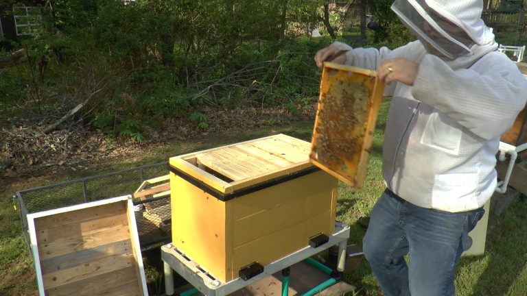 Layens Hive Maiden Voyage