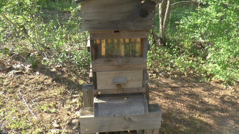 Restarted the Warre Hive