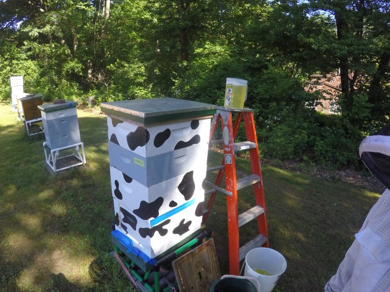 Euthanizing a Colony