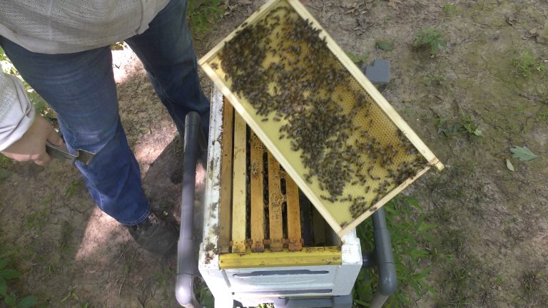 Video: Pad 13 | 6-Frame Inspection