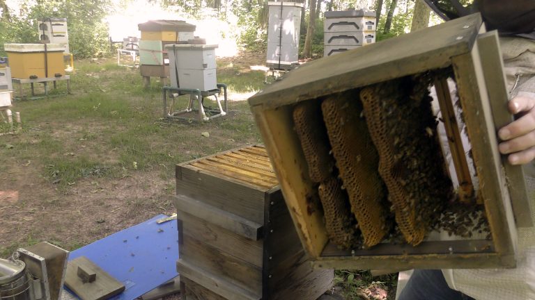 Video: Warre Hive Reconfiguration