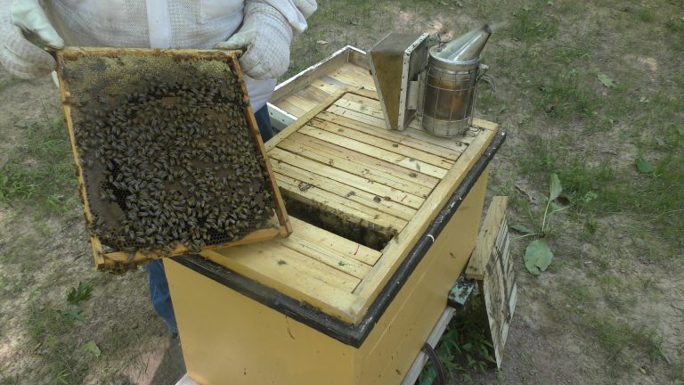 Video: Layens Hive Inspection, June 19th