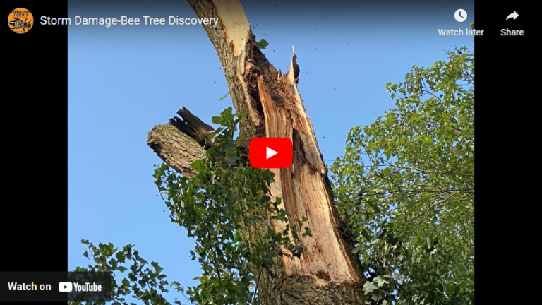 Storm Damage – Bee Tree Discovery