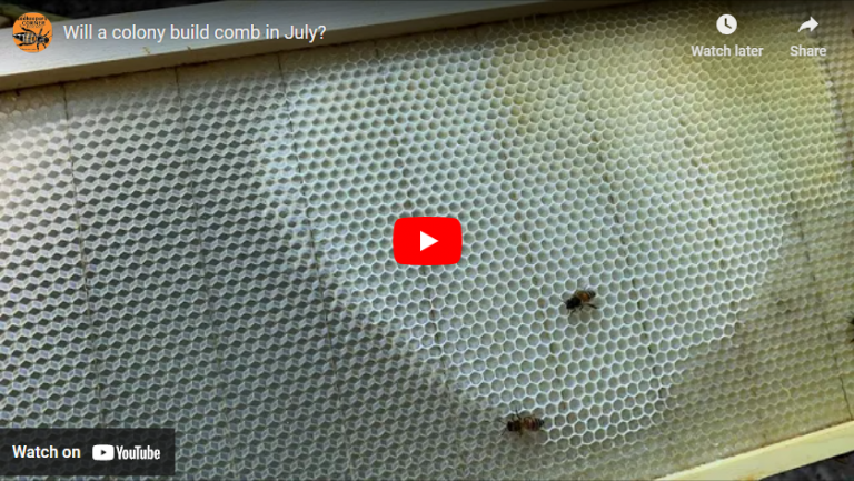 Will a colony build comb in July?