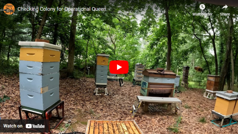 Checking a Colony for an Operational Queen