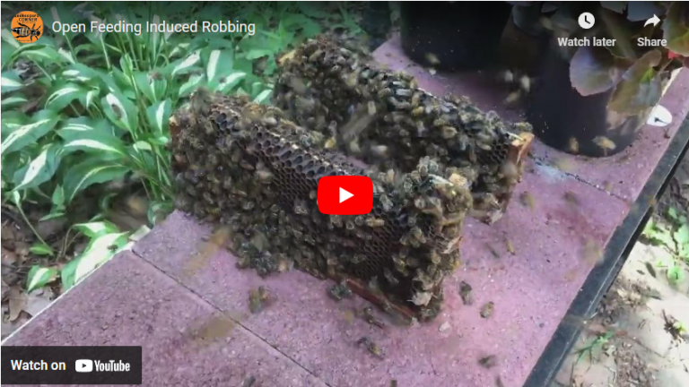 Open Feeding Induced Robbing