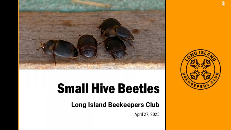 Small Hive Beetles – LIBC