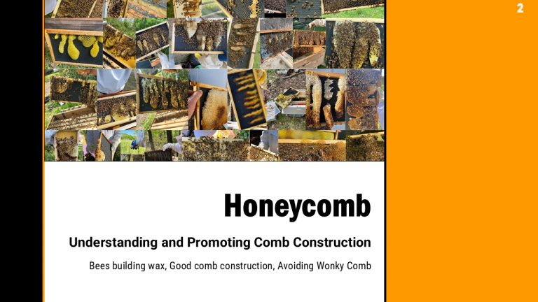 Understanding and Promoting Comb Construction – EAS 2026